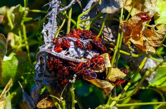 The firebug Pyrrhocoris apterus, accumulation of bugs on wild vegetation photo