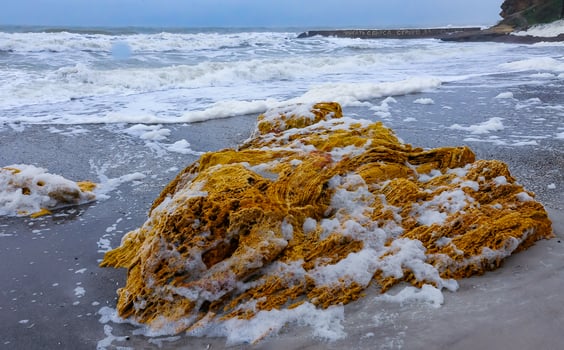 Eutrophication of the sea, Dirty foam on the Black Sea during a storm near the city of Odessa photo