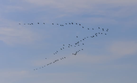 A flock of migratory birds flying in the sky in a wedge, Crimea photo