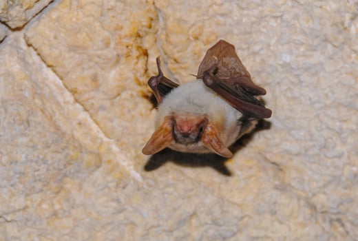A bat rests upside down during the day in the catacombs of eastern Crimea photo