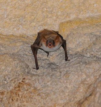 A bat rests upside down during the day in the catacombs of eastern Crimea photo