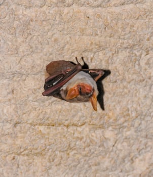 A bat rests upside down during the day in the catacombs of eastern Crimea photo