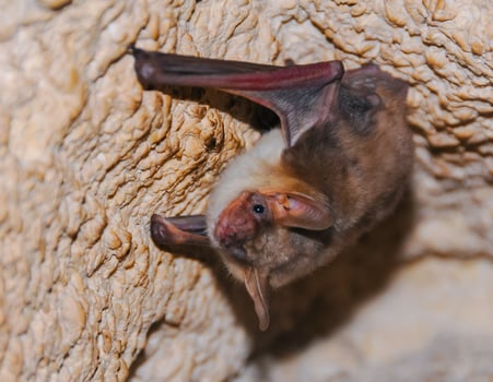A bat rests upside down during the day in the catacombs of eastern Crimea photo