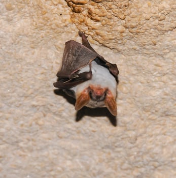 A bat rests upside down during the day in the catacombs of eastern Crimea photo