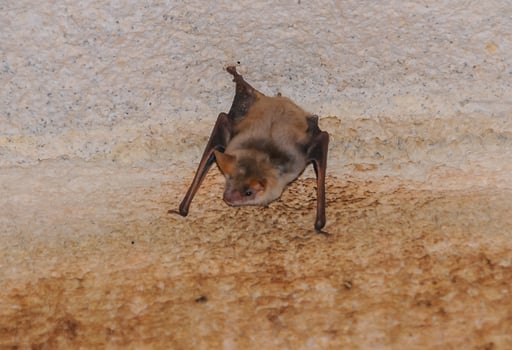 A bat rests upside down during the day in the catacombs of eastern Crimea photo