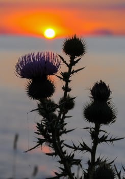 Thistle against the red sunset over the Black Sea in the Eastern Crimea photo