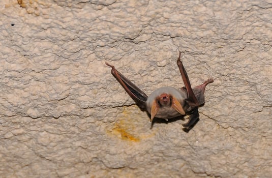A bat rests upside down during the day in the catacombs of eastern Crimea photo