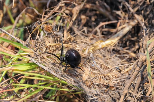 European black widow Latrodectus tredecimguttatus, a spider sits in the grass in its nest photo