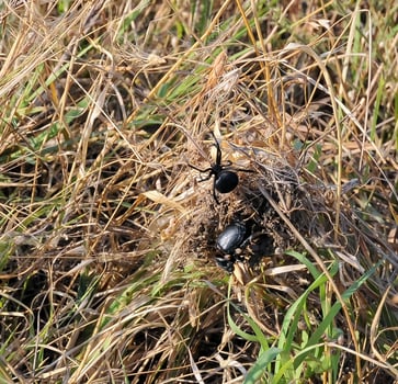European black widow Latrodectus tredecimguttatus, A female spider in her nest with killed insects, a beetle photo