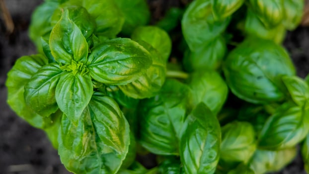 Close up of fresh basil leaves in a garden, ideal for concepts of organic gardening and Italian cuisine photo