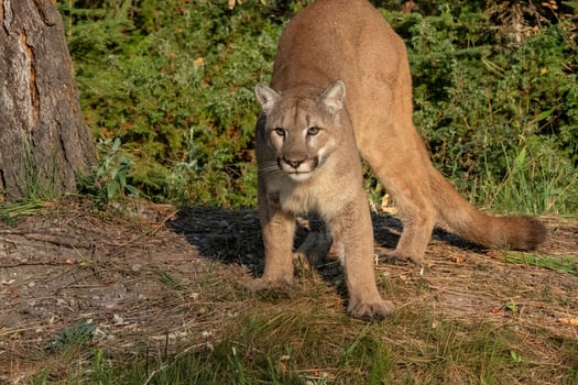 Stealthy Cougar The Art of Hunting Preparations photo