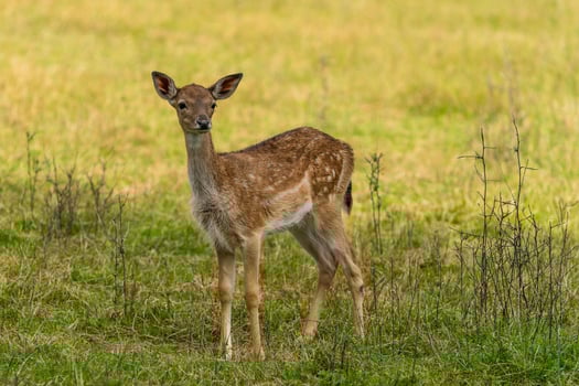 Fawn in the Meadow photo