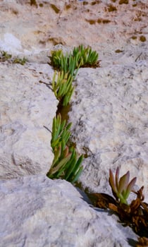 Rock samphire, sea fennel Crithmum maritimum, Wild succulent plants on the eroded rocks of the shore of Gozo island, Malta photo