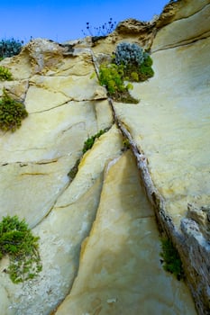 Wild succulent plants on the eroded rocks of the shore of Gozo island, Malta photo