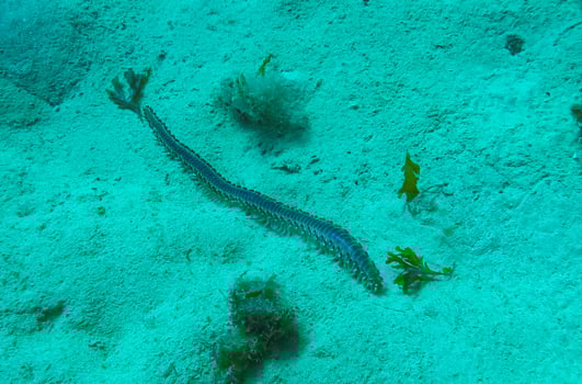 Bearded Fireworm Hermodice carunculata, dangerous poisonous marine worm crawls on the sand at the bottom of the sea, Malta photo