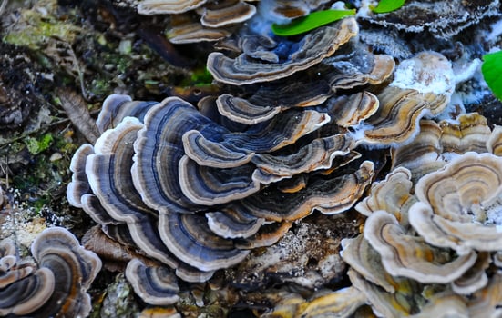 Polyporaceae lignicole, tree mushrooms on a rotten stump in the forest photo