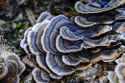 Polyporaceae lignicole, tree mushrooms on a rotten stump in the forest photo