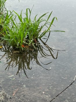 Reflection in the puddle photo
