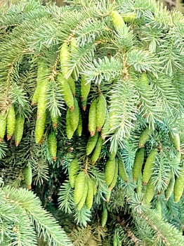 Young Pine Cones photo