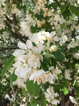 White Crabapple Bloom photo