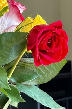 Red and yellow roses photo
