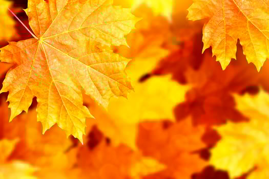 autumn landscape with bright colorful foliage. Indian summer. photo
