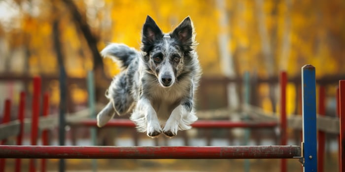 Energetic Border Collie Leaping Over Hurdles in Autumn Park photo