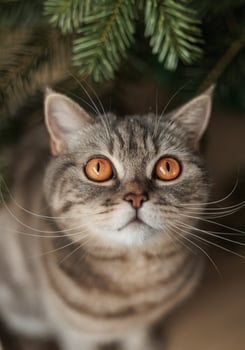 Portrait of a domestic animal cat breeds Scottish Straight, gray. A pet is looking up at the Christmas tree on Christmas Eve December 25, Happy New Year 2024. Close-up vertical shot, no people photo