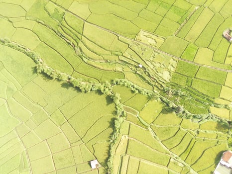 Aerial View Vast rice field patch with abstract pattern. Agricultural Industry. Panoramic Landscape. Graphic Resources. Above. Drone Photography. Aerial Landscape Photography Concept photo