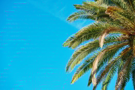 Upward view of palm tree with its fronds spreading out against clear blue sky. Summer background with tropical trees with green leaves photo