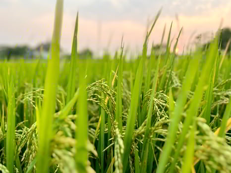 Closeup and crop of yellow rice plants and ears of rice ready for harvest in a mature rice fields on sunset sky and blurred background. photo