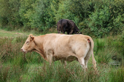 A cow standing in the grass next to a pond photo