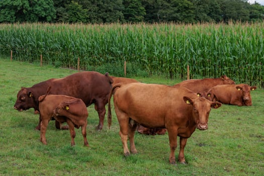 A group of cows in a field in germany photo