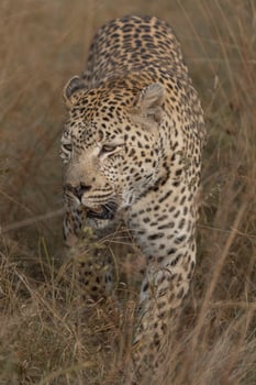 A closeup of a male leopard walking through the dry grassland, Kruger National Park. photo