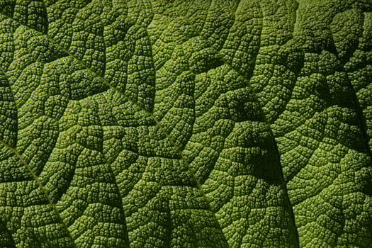 The Beauty of Gunnera Leaves photo