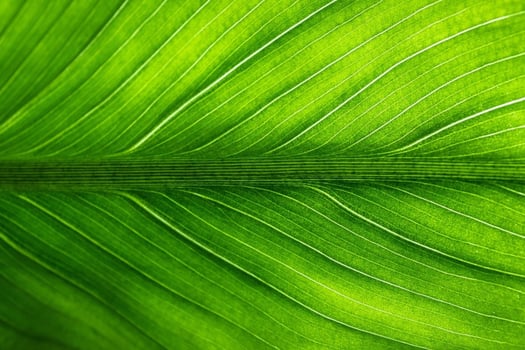The Beauty of Green Leaves photo