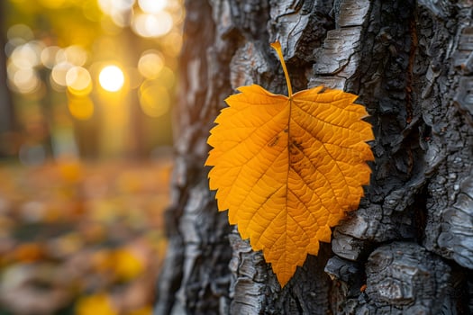 Autumn Leaf on Tree Bark in Forest with Sunlight Bokeh - Nature, Fall, Seasonal, Photography photo