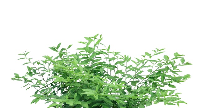 Cut out image of a weed plant with carefully crafted clipping paths. photo