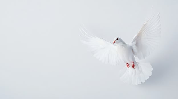 A beautiful white dove in flight against a clean, minimalistic background. Symbol of peace, freedom, and purity. photo