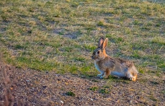 Wild rabbit grazes in the field. North Dakota. USA photo