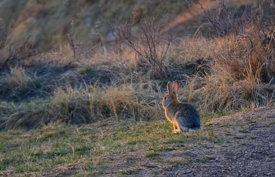 Wild rabbit grazes in the field. North Dakota. USA photo