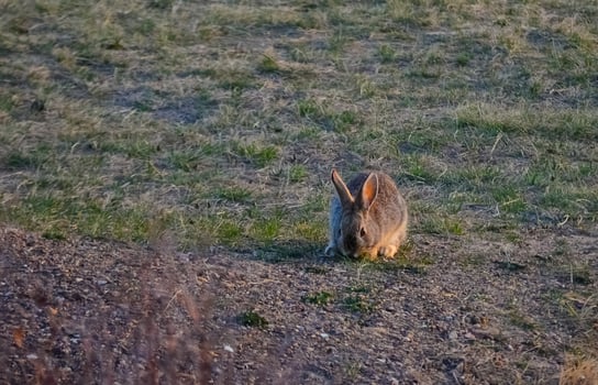Wild rabbit grazes in the field. North Dakota. USA photo