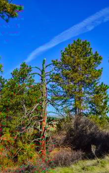 Green pine trees on the hills in a valley among the mountains in Montana photo
