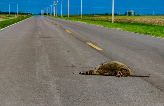 Dead raccoon hit by a car on the road in Tennessee, US photo