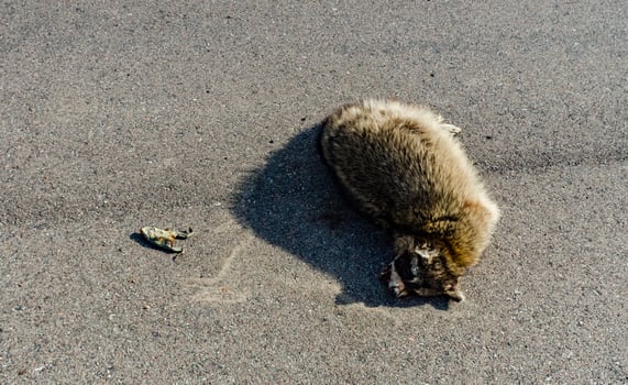 Dead raccoon hit by a car on the road in Tennessee, US photo