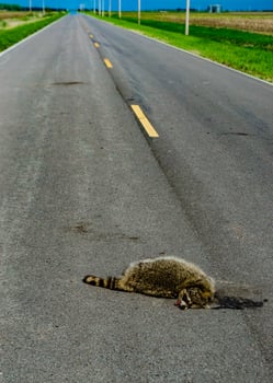Dead raccoon hit by a car on the road in Tennessee, US photo