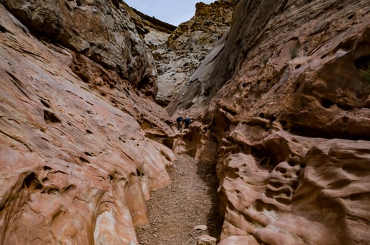 Bush of a drought tolerant plant on red rocks in a Little Wild Horse Canyon. San Rafael Swell, Utah US photo