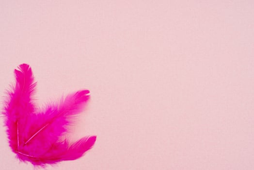 White and pink bird feathers on an abstract pink background. Holiday valentine's day greeting card. photo