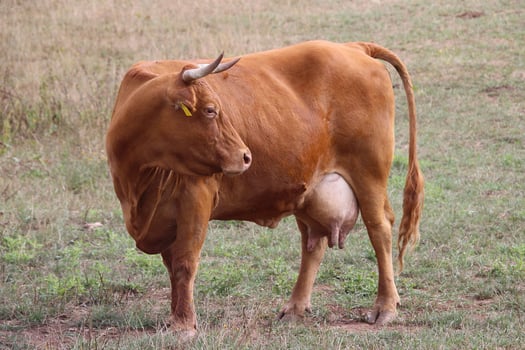 Amidst Milk Cows Standing in the Field of Dairy Delights photo