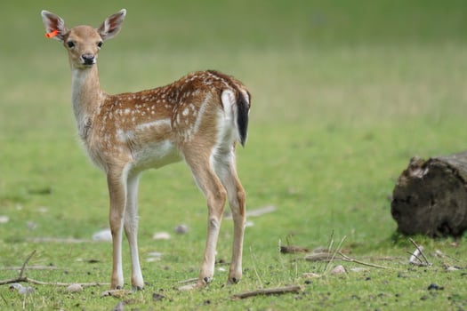Majestic Presence Baby Deer Standing Tall in the Field photo
